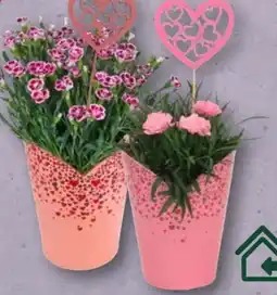 Aldi Nord Gardenline I♥U Nelke Angebot