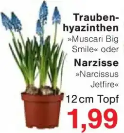 Jawoll Traubenhyazinthen oder Narzisse Angebot