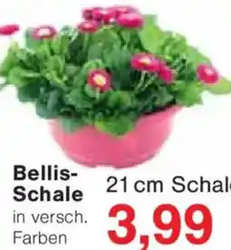 Jawoll Bellis Schale Angebot