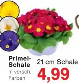 Jawoll Primel-Schale Angebot