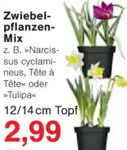 Jawoll Zwiebelpflanzen Mix Angebot