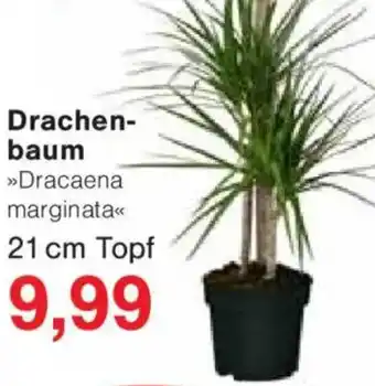 Jawoll Drachenbaum Angebot