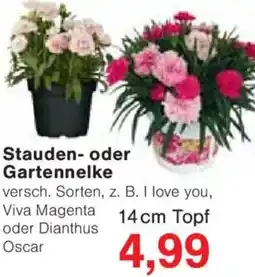 Jawoll Stauden oder Gartennelke Angebot