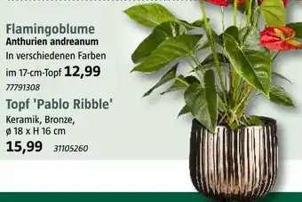 Bauhaus Flamingoblume oder topf 'pablo ribble' Angebot