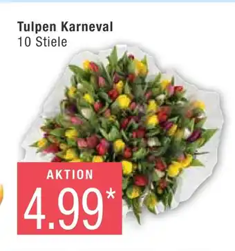 Marktkauf Tulpen karneval Angebot