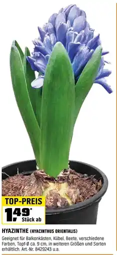 OBI HYAZINTHE (HYACINTHUS ORIENTALIS) Angebot