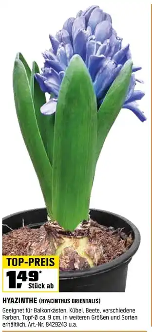 OBI HYAZINTHE (HYACINTHUS ORIENTALIS) Angebot