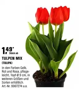 OBI TULPEN MIX (TULIPA) Angebot