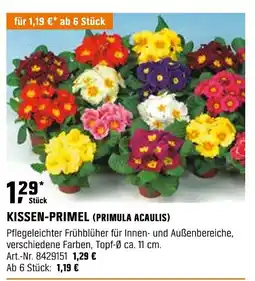 OBI KISSEN-PRIMEL (PRIMULA ACAULIS) Angebot