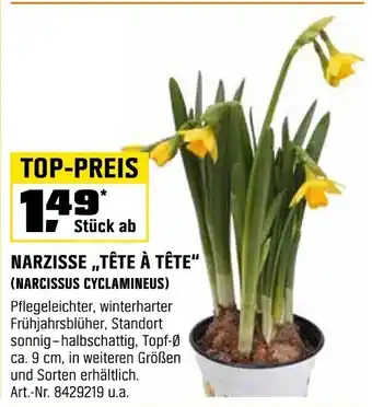 OBI NARZISSE,,TÊTE À TÊTE" (NARCISSUS CYCLAMINEUS) Angebot