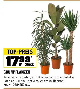 OBI GRÜNPFLANZEN Angebot