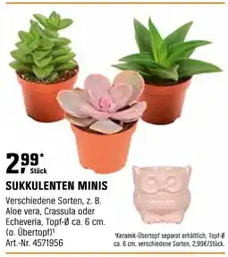 OBI SUKKULENTEN MINIS Angebot