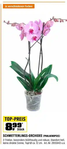 OBI SCHMETTERLINGS-ORCHIDEE (PHALAENOPSIS) Angebot