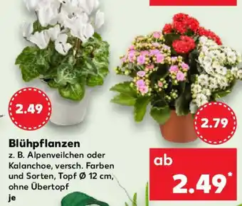 Kaufland Blühpflanzen Angebot