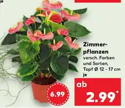 Kaufland Zimmer- pflanzen Angebot