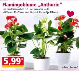 Norma Flamingoblume „Anthurie" Angebot