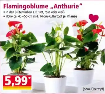 Norma Flamingoblume „Anthurie" Angebot