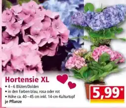 Norma Hortensie XL Angebot