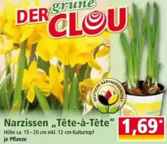 Norma Narzissen „Tête-à-tête" Angebot