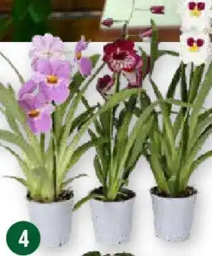 Globus Miltonia 1-Trieber Angebot