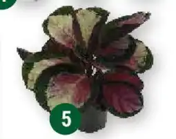 Globus Calathea Red Angebot