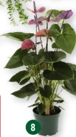 Globus Anthurium Special Angebot