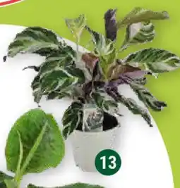 Globus Calathea Fusion White Angebot