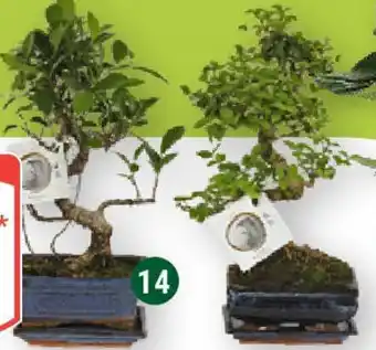 Globus Bonsai S-Form in Keramik mit Untersetzer Angebot