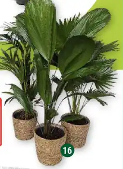 Globus Palme in Korb (Kentia, Livistona oder Licuala) Angebot