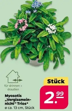 NETTO Myosotis „Vergissmein- nicht" Trios Angebot