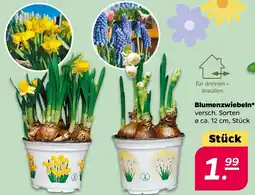 NETTO Blumenzwiebeln Angebot