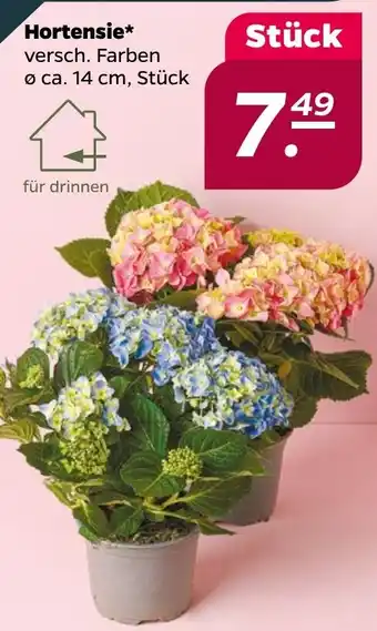 NETTO Hortensie Angebot