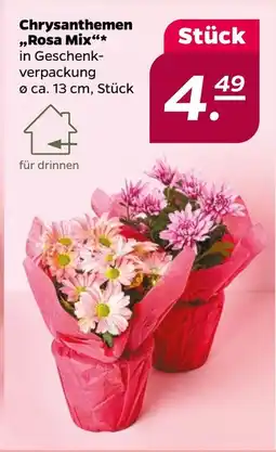 NETTO Chrysanthemen „Rosa Mix Angebot