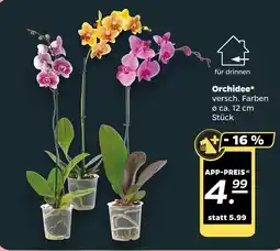 NETTO Orchidee* Angebot