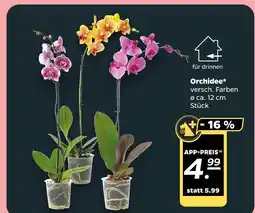 NETTO Orchidee Angebot