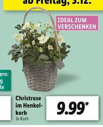 Lidl Christrose im henkelkorb Angebot