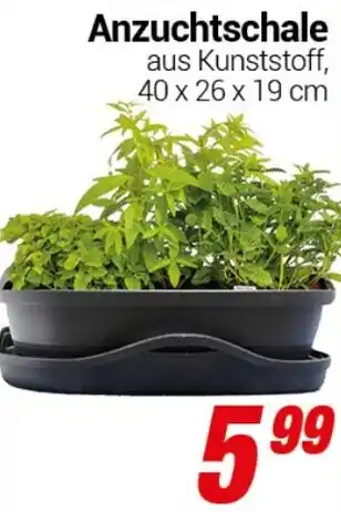 CENTERSHOP Anzuchtschale Angebot