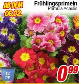 CENTERSHOP Frühlingsprimeln Angebot