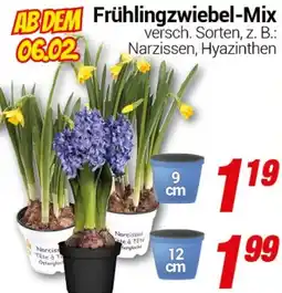 CENTERSHOP Frühlingzwiebel-Mix Angebot