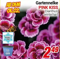 CENTERSHOP Gartennelke PINK KISS Angebot