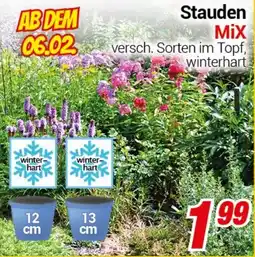 CENTERSHOP Stauden Mix Angebot