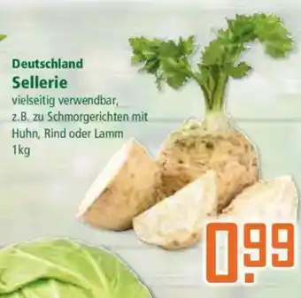 Klaas und Kock Deutschland Sellerie Angebot