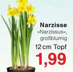 Wiglo Wunderland Narzisse Angebot