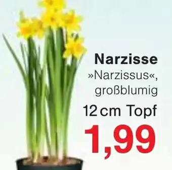 Wiglo Wunderland Narzisse Angebot