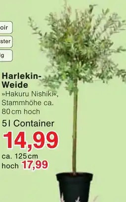 Wiglo Wunderland Harlekin- Weide Angebot