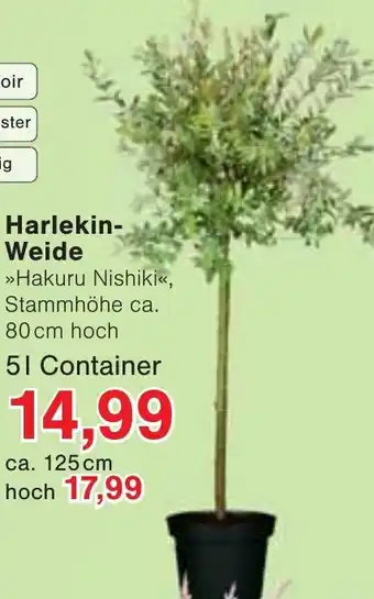 Wiglo Wunderland Harlekin- Weide Angebot