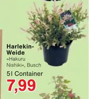 Wiglo Wunderland Harlekin- Weide Angebot