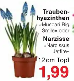 Wiglo Wunderland Trauben- hyazinthen Narzisse Angebot