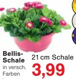 Wiglo Wunderland Bellis- Schale Angebot