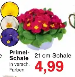 Wiglo Wunderland Primel- Schale Angebot